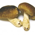 Shiitake